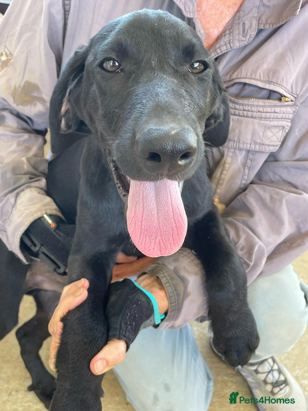 Mixed Breed dogs for adoption: Adorable Angus - Image 8