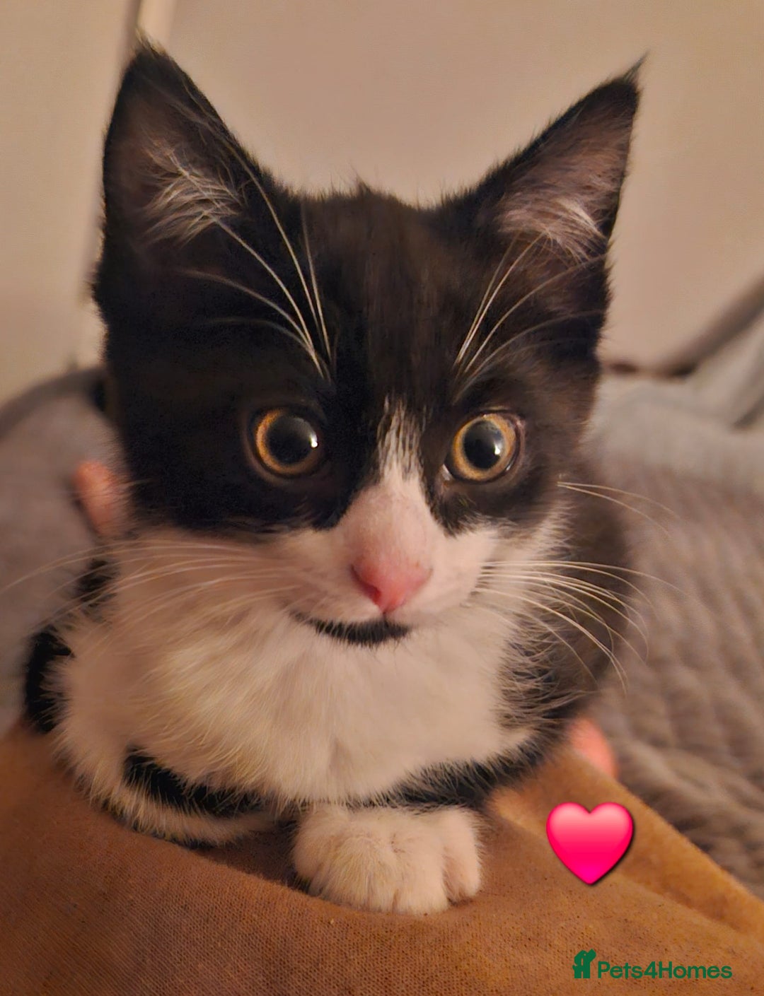 Mixed Breed cats for sale: Stunning Short-hair Kittens - Advert 16