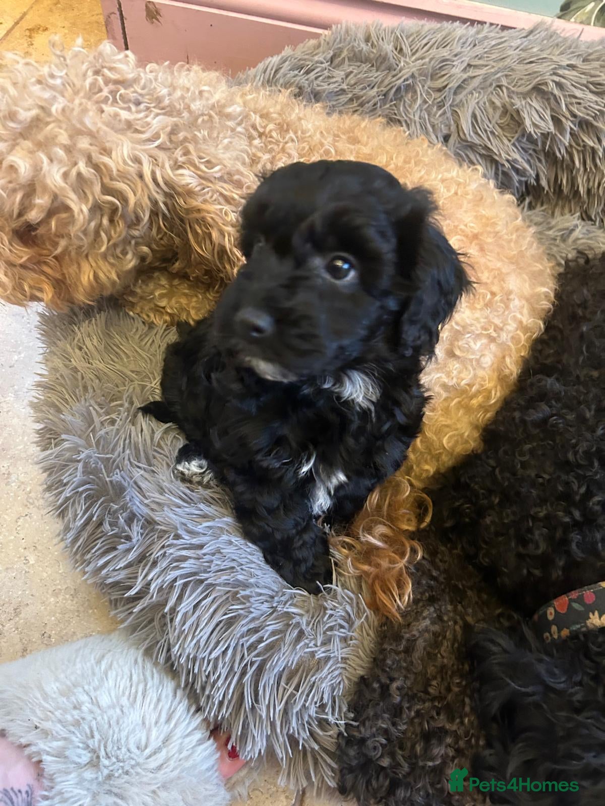 Toy Poodle dogs Toy poodle puppies  - Advert 2