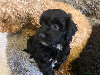 Toy Poodle dogs Toy poodle puppies - Advert 2