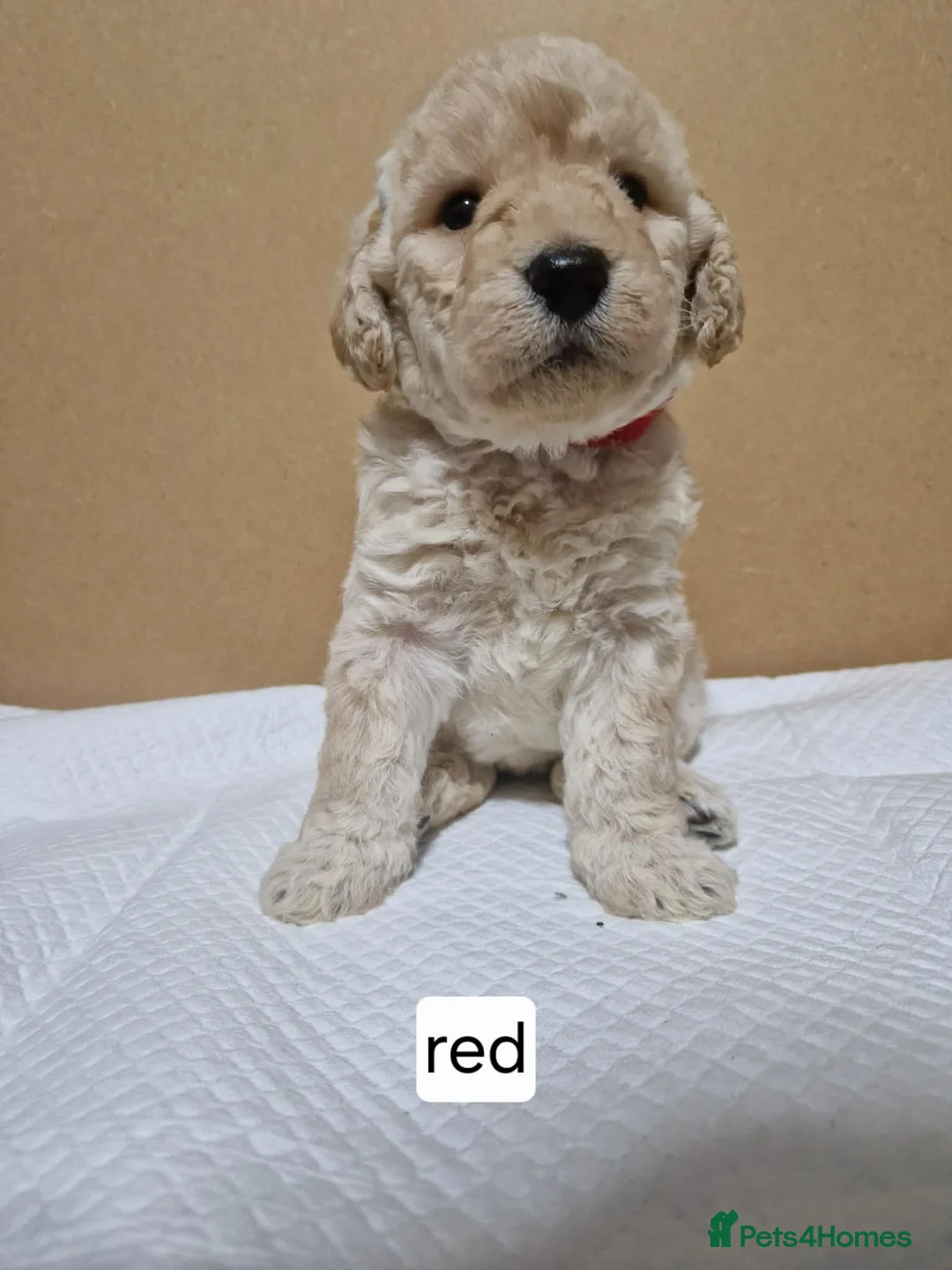 Mixed Breed dogs for sale: Beagle Doodles - Advert 10