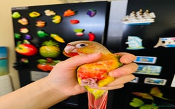 Conures birds for sale: Extremely Tame Sweet Baby Conure - Image 4
