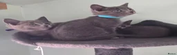 Russian Blue cats for sale: Beautiful full Russian Blue Kittens  - Advert 2