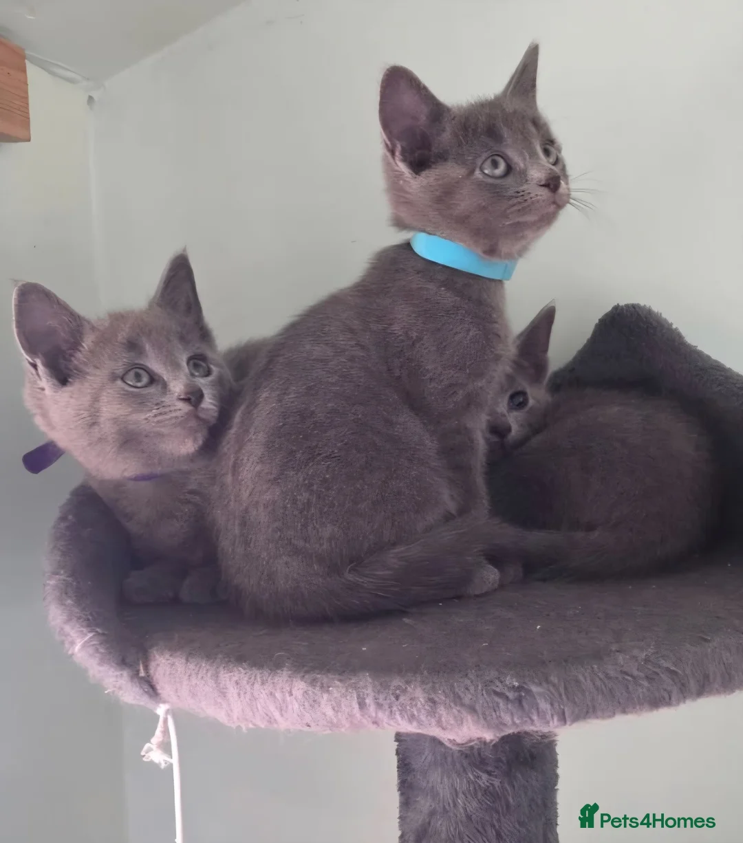 Russian Blue cats for sale: Beautiful full Russian Blue Kittens  - Advert 2