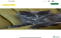 Maine Coon cats for sale: Beautiful fluffy Maine coon girl.  - Image 1