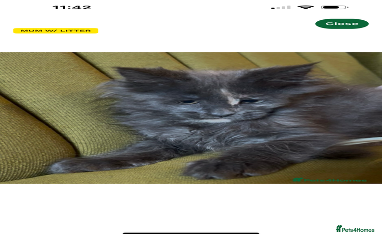 Maine Coon cats - Advert 4