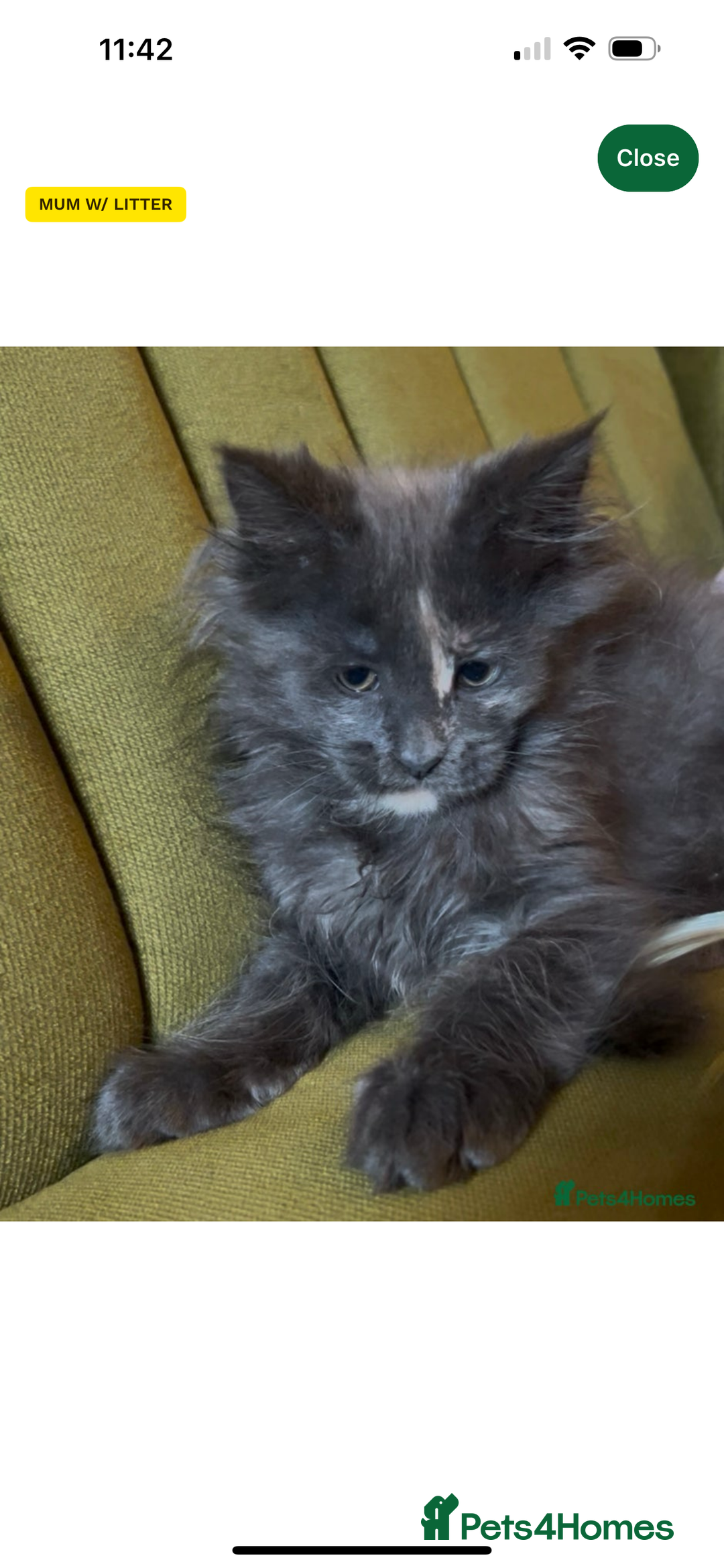 Maine Coon cats for sale: Beautiful fluffy Maine coon girl.  - Image 1