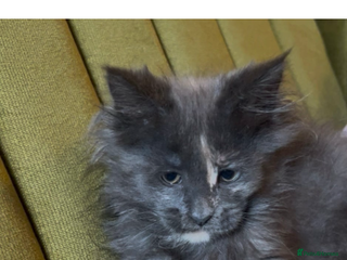 Maine Coon cats - Advert 2