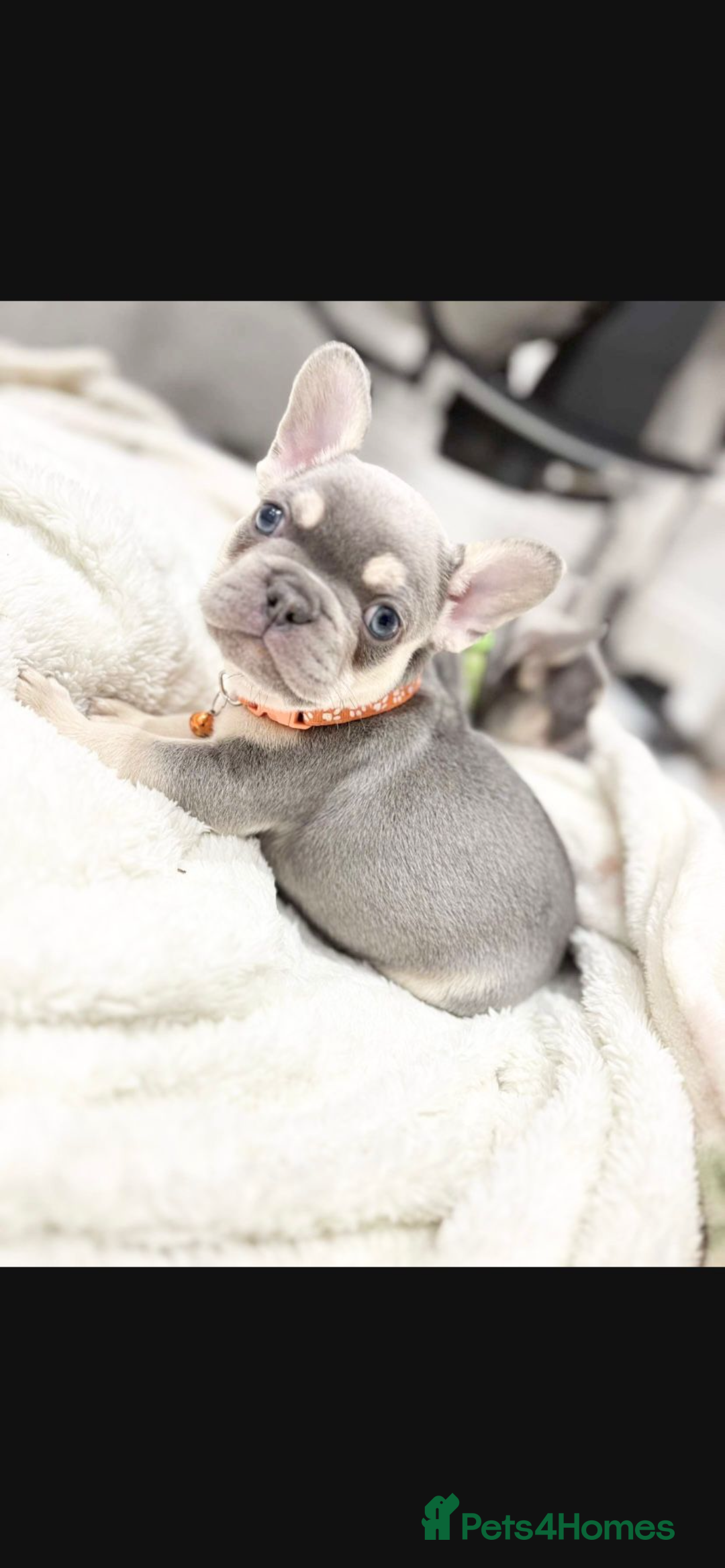 French Bulldog dogs for sale: French bulldog puppies  - Image 20