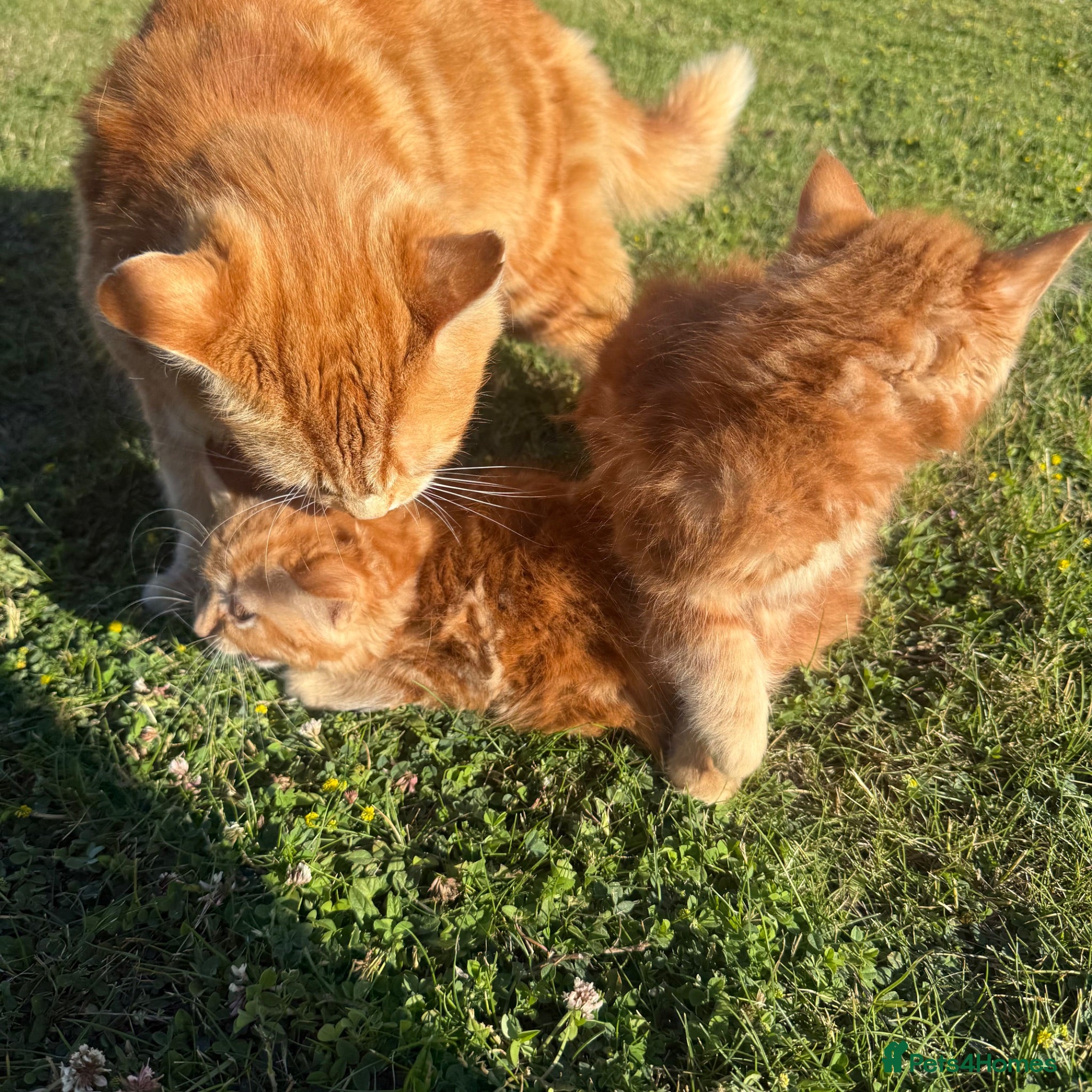 Mixed Breed cats Kittens for sale - Advert 1