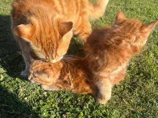 Mixed Breed cats Kittens for sale - Advert 3