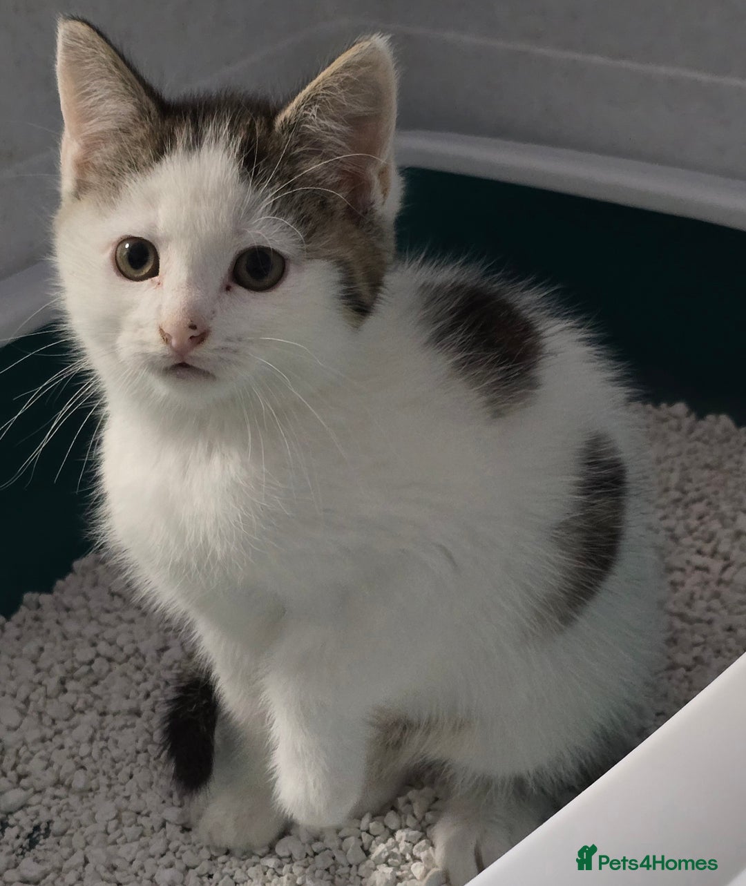 Mixed Breed cats for sale: Gorgeous Kittens ready now!!! - Advert 6