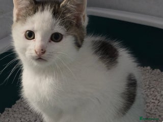 Mixed Breed cats Gorgeous Kittens ready now!!! - Advert 10