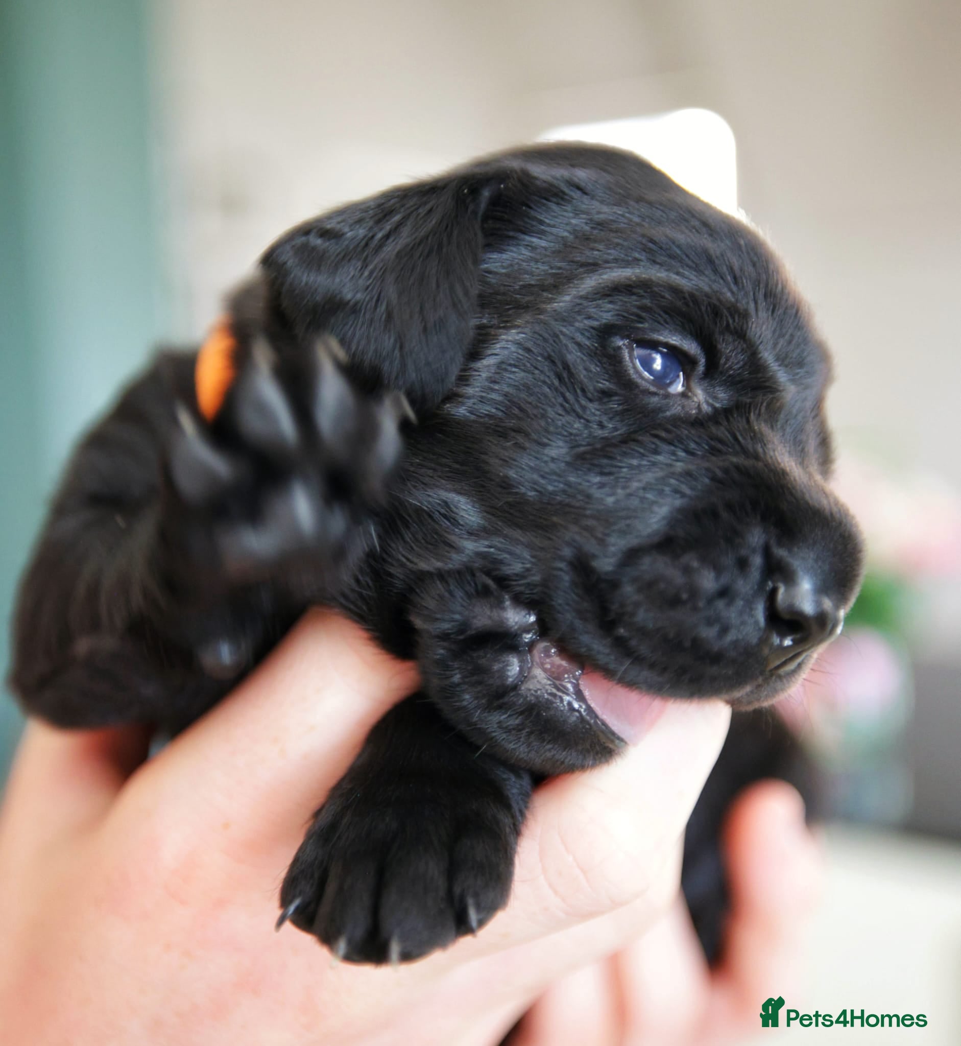 Labrador Retriever dogs for sale: Labrador Puppies – Black & Fox Red in Peterborough - Advert 5