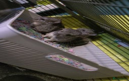 Chinchilla rodents for sale: Baby chinchilla × 3 (male) - Image 1