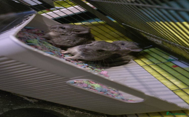 Chinchilla rodents - Advert 5