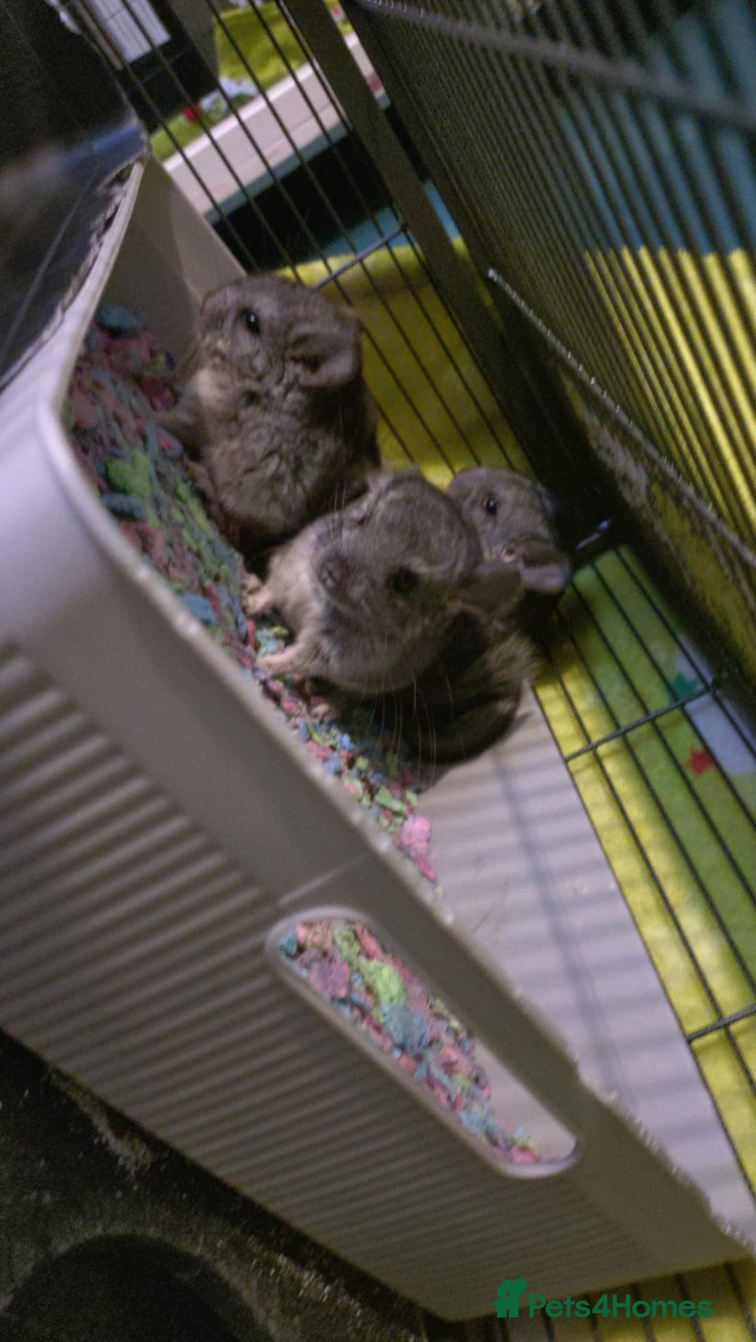 Chinchilla rodents for sale: Baby chinchilla × 3 (male) - Image 1