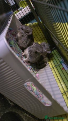 Chinchilla rodents - Advert 10