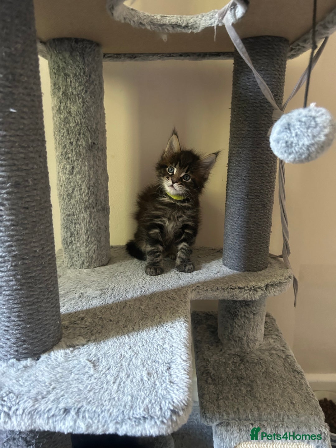 Maine Coon cats for sale: GCCF reg Maine Coon Kittens Stunning Tabby litter - Image 28