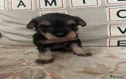 Miniature Schnauzer dogs for sale: Pepper & Salt miniature Schnauzer pups for sale  - Image 19