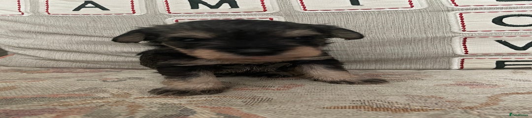 Miniature Schnauzer Puppy 3