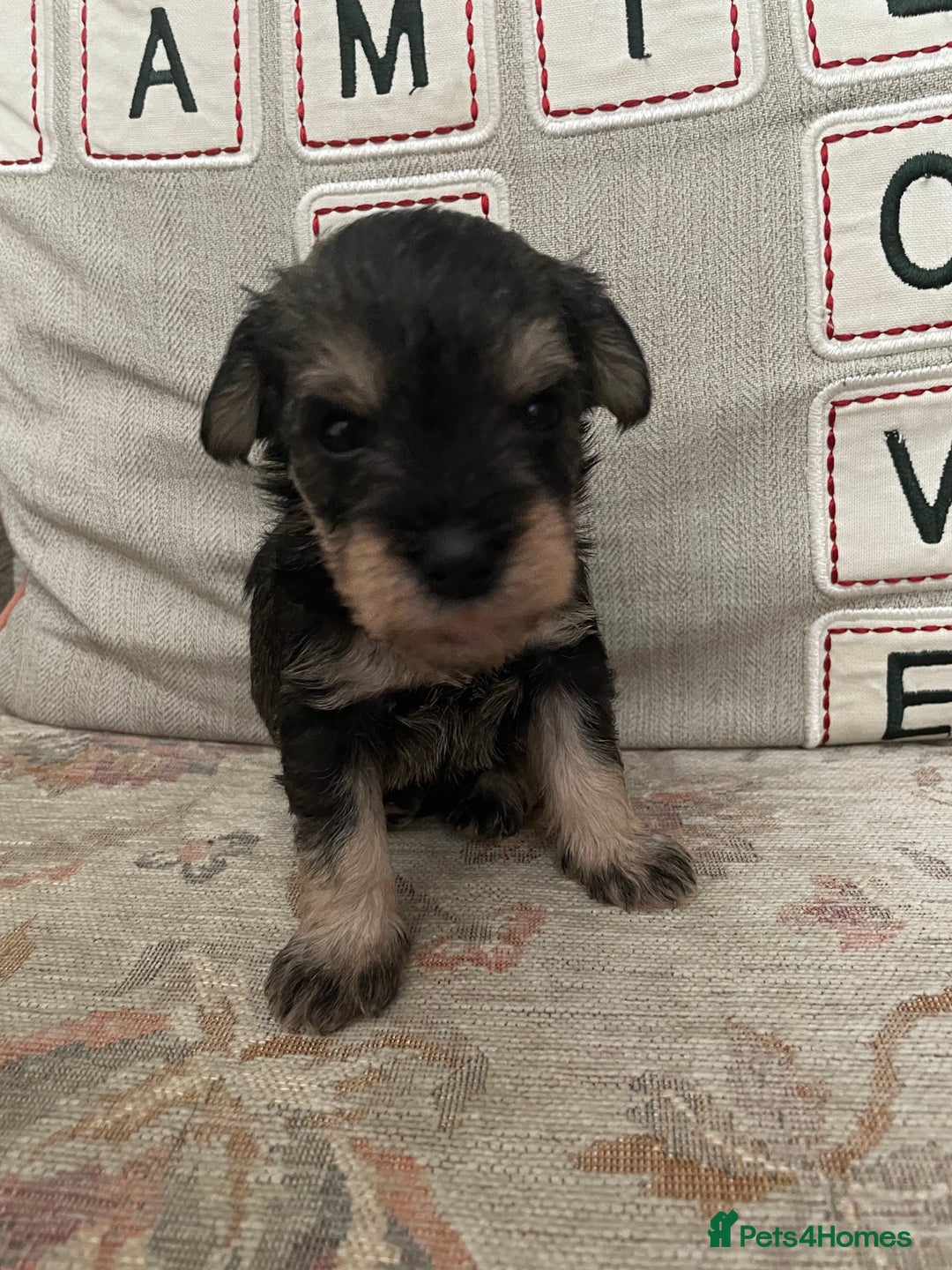 Miniature Schnauzer dogs for sale: Pepper & Salt miniature Schnauzer pups for sale  - Image 19