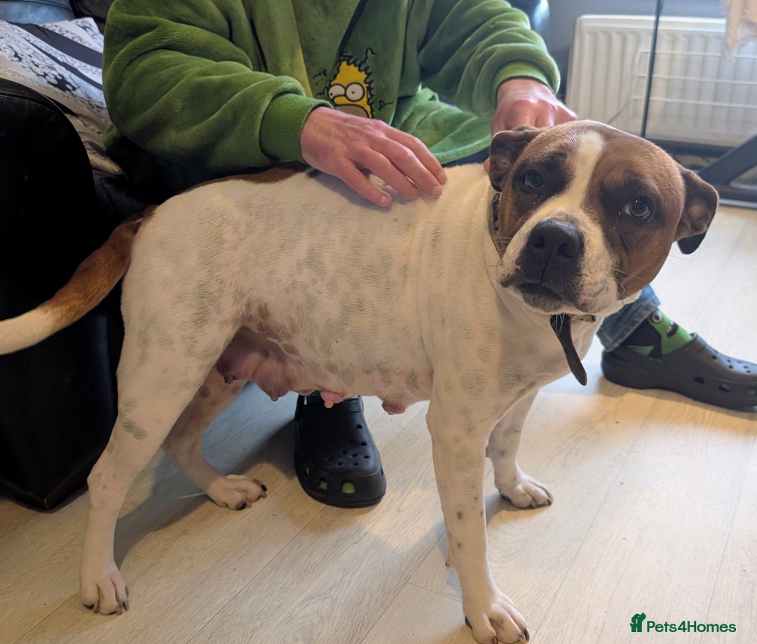 Mixed Breed dogs for sale: Staffy X pups  - Advert 2