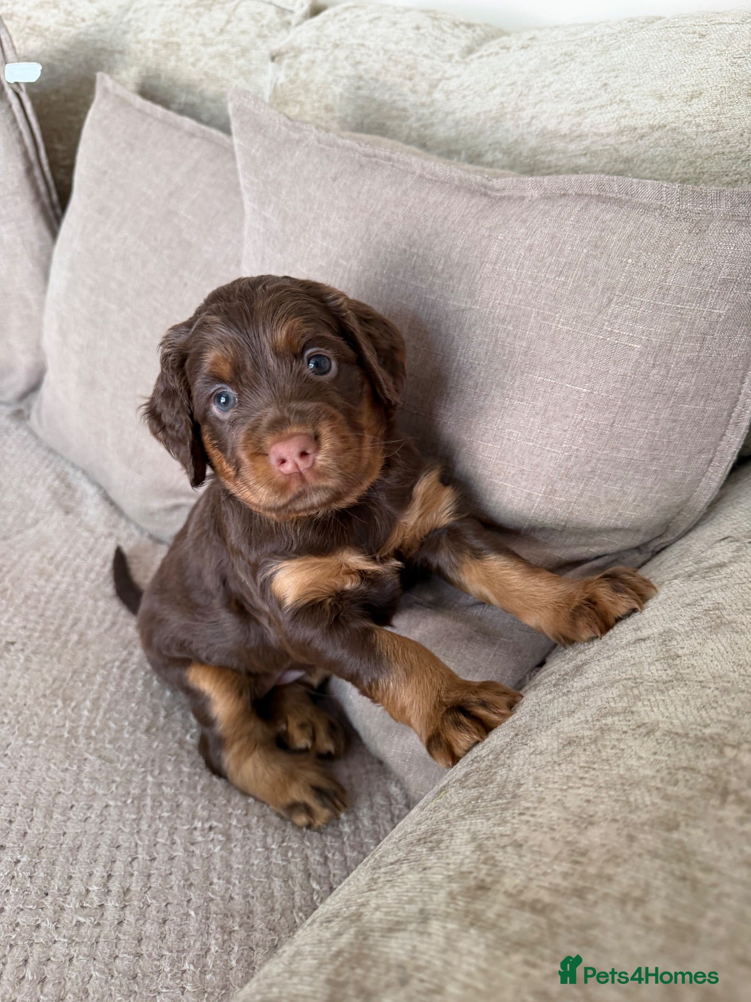 Sprocker dogs Last beautiful girl choc and tan Sprocker  - Advert 2