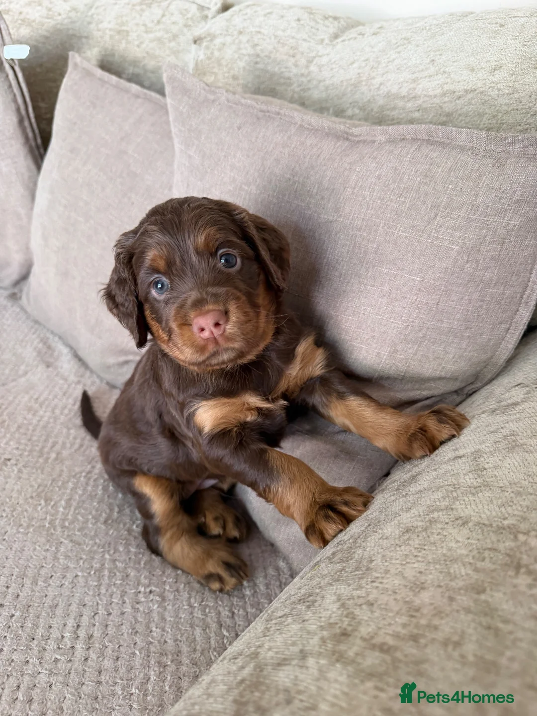 Sprocker dogs for sale: Last beautiful girl choc and tan Sprocker  - Advert 1