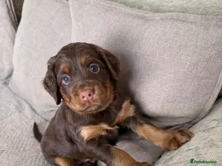 Sprocker dogs Last beautiful girl choc and tan Sprocker - Advert 2