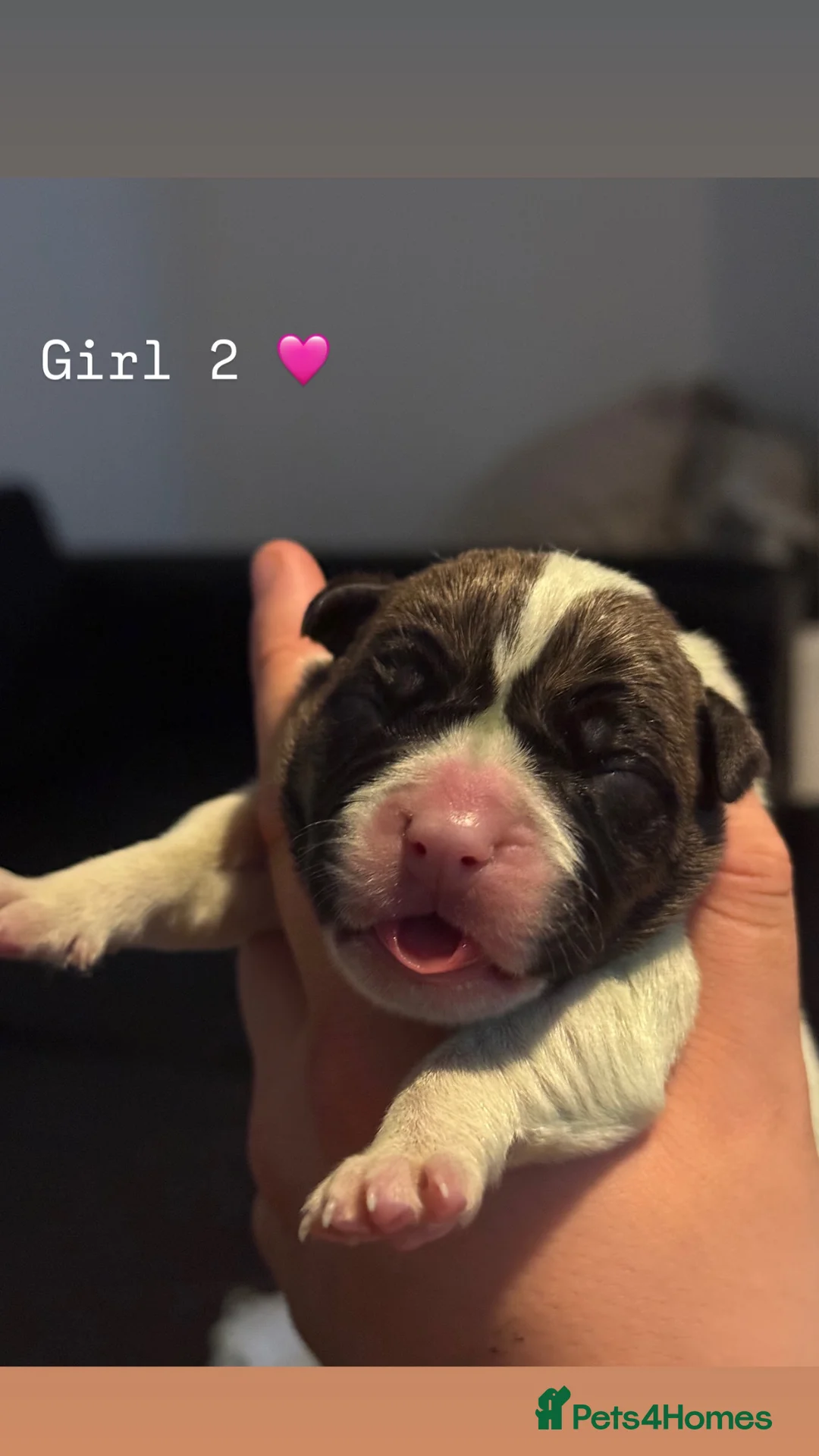 American Bulldog dogs for sale: NEBBR American Bulldog  - Advert 11