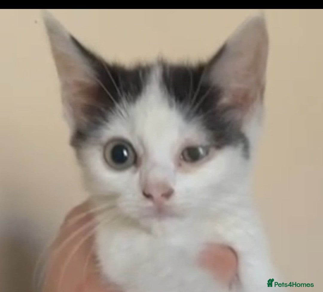 Mixed Breed cats for sale: Cute adorable kittens looking for forever homes  - Advert 11