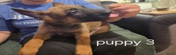 Belgian Shepherd Dog dogs for sale: Belgian Malinois Puppies for Sale- 11 weeks old - Advert 25