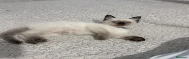 Ragdoll 4