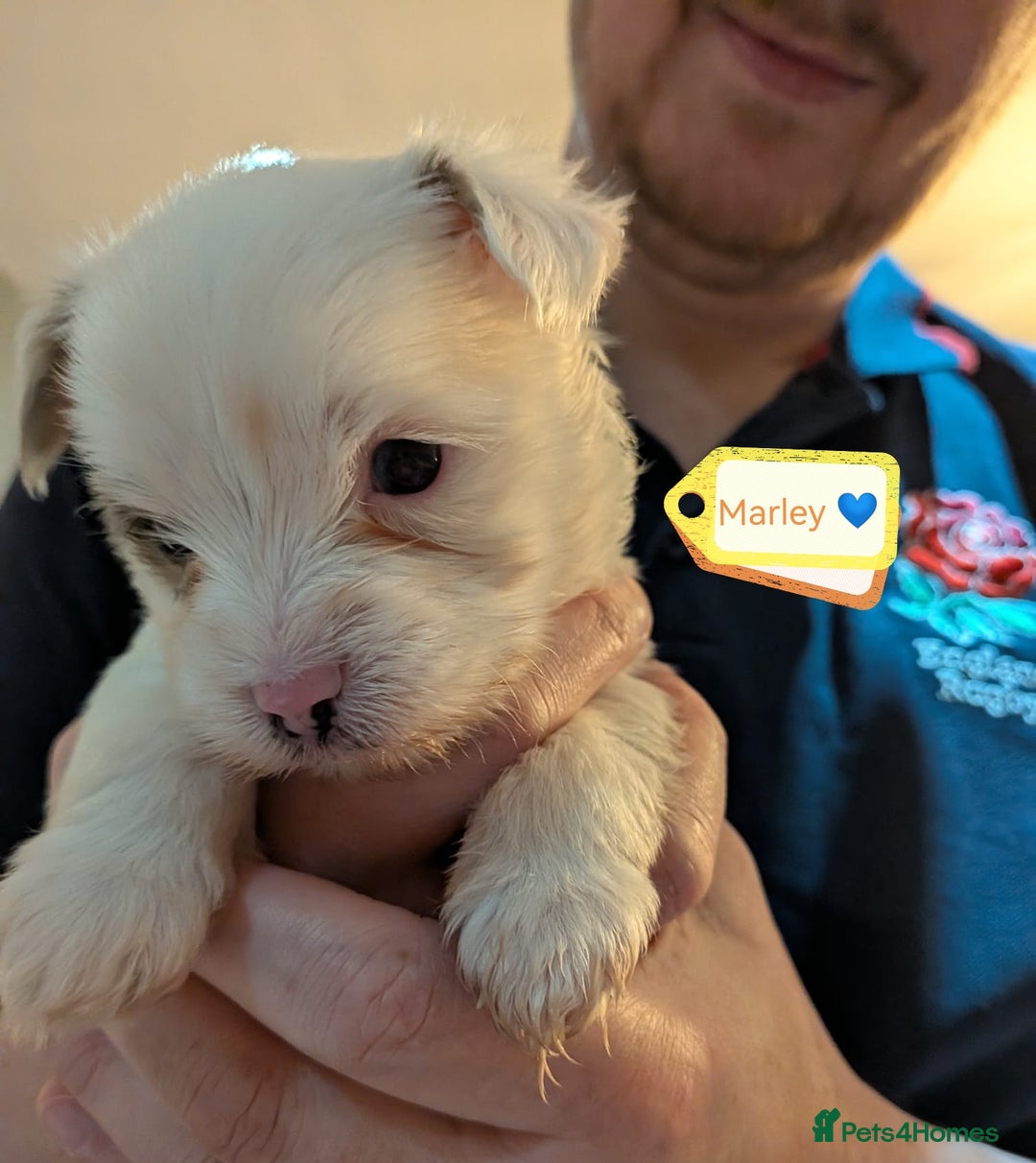 Biewer Terrier dogs for adoption: ❤️🐶 Sweet Pups Looking forResponsible Homes 🐶❤️ - Advert 6