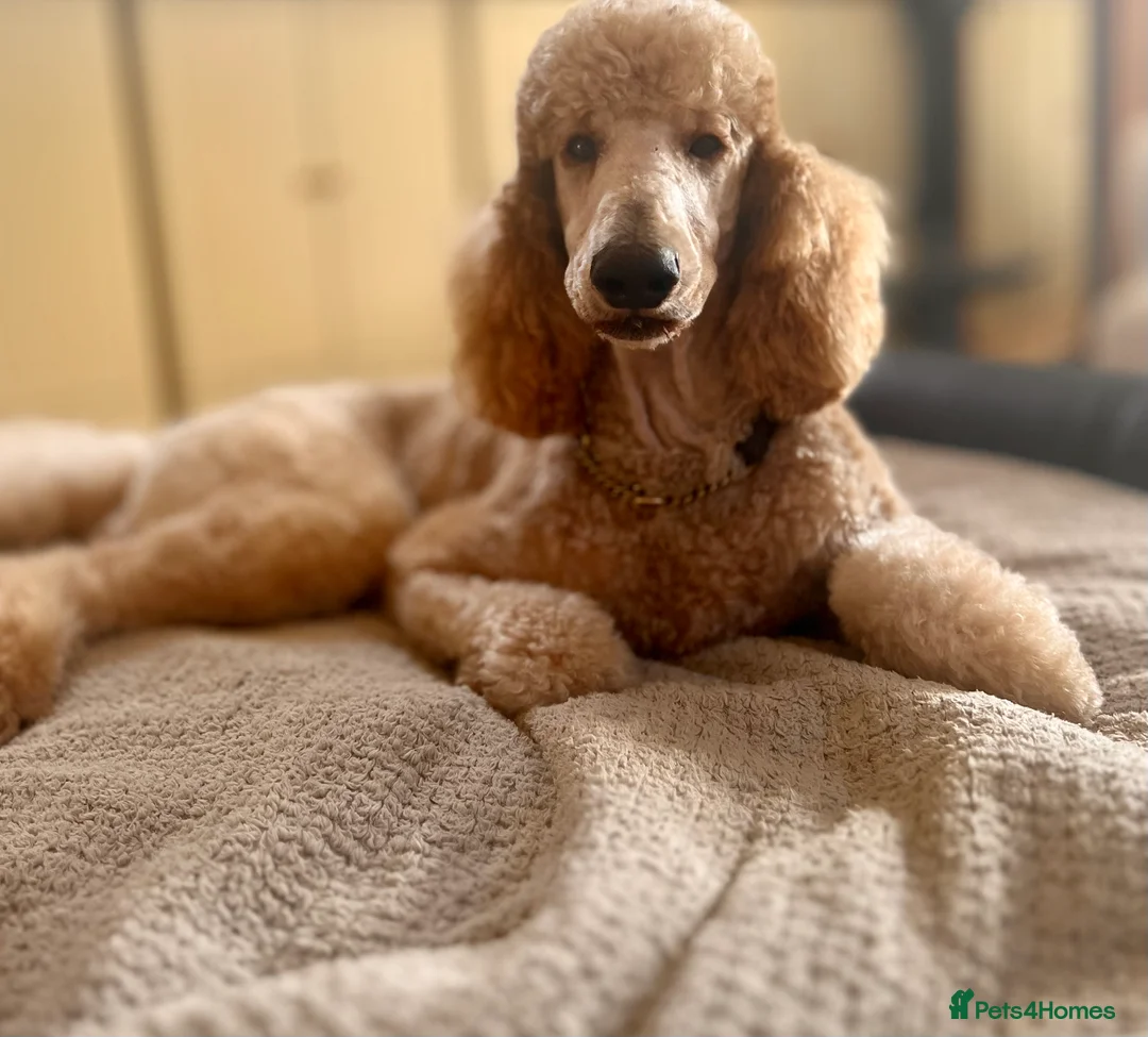 Golden Retriever dogs for stud: KC STANDARD POODLE STUD DNA & HIP SCORED  in Welshpool - Advert 7