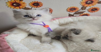 Ragdoll cats - Advert 7