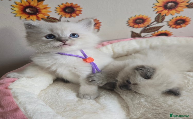 Ragdoll cats - Advert 2