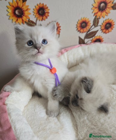 Ragdoll cats - Advert 1