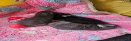 British Shorthair cats for sale: Beautiful British Shorthair Kittens  - Advert 4