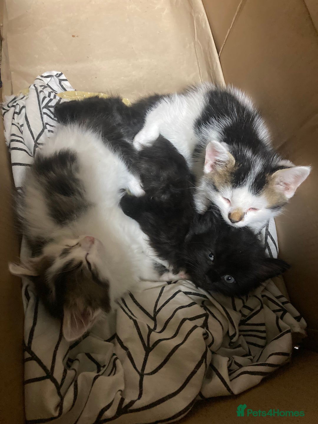 Turkish Angora cats for sale: Beautiful male Turkish angora mixed - Image 8