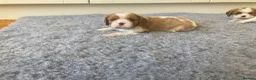 Cavalier King Charles Spaniel dogs for sale: KC ruby/blenheim pups - health tested parents - Advert 5