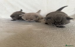 British Shorthair cats for sale: Gorgeous purebred British shorthair kittens - Image 8