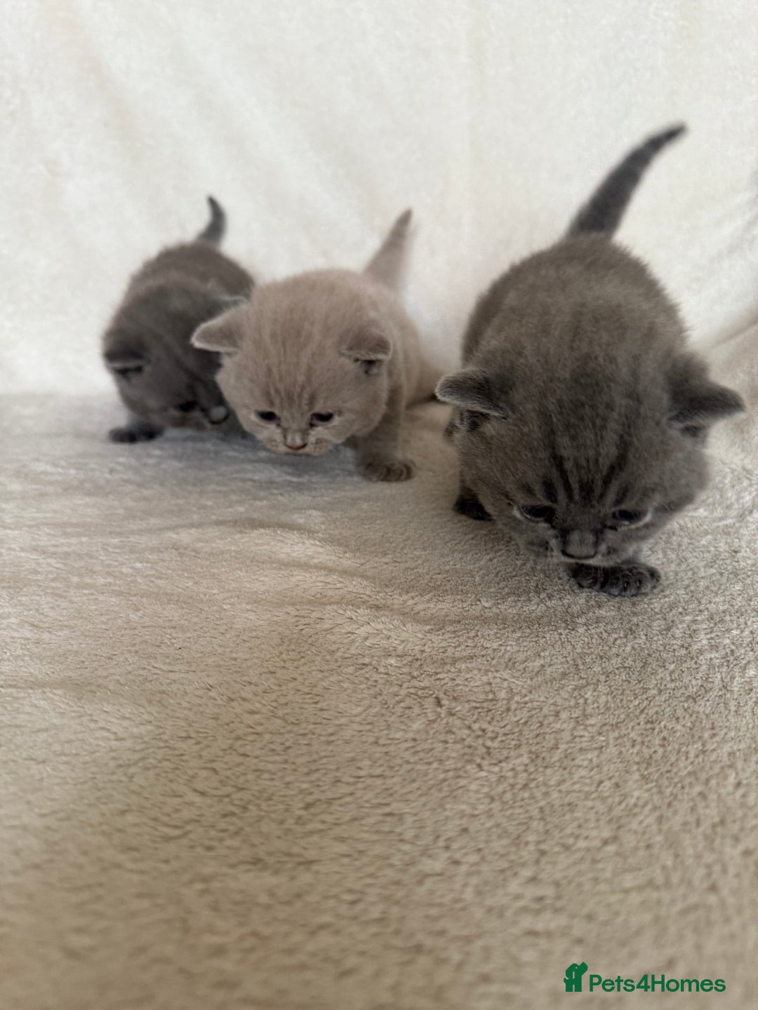 British Shorthair cats for sale: Gorgeous purebred British shorthair kittens - Image 8