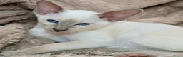Siamese cats for sale: Stunning GCCF Siamese & Oriental Kittens - Advert 35