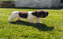 English Springer Spaniel dogs for sale: Springer Spaniel Puppies For Sale! - Image 18