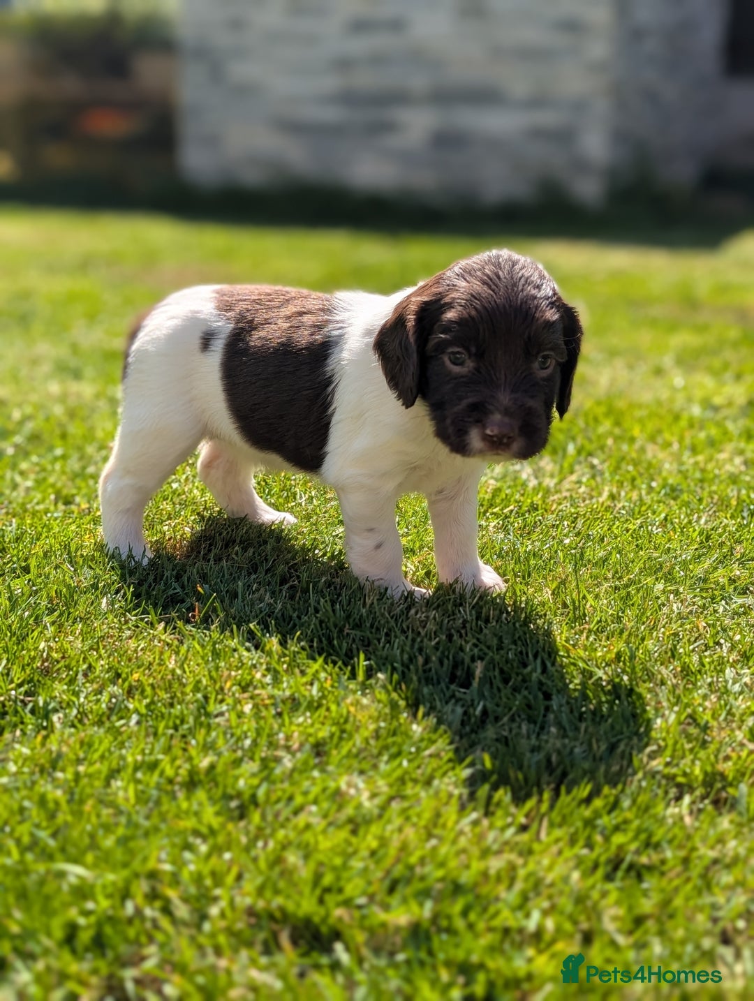 English Springer Spaniel dogs for sale: Springer Spaniel Puppies For Sale! - Image 18