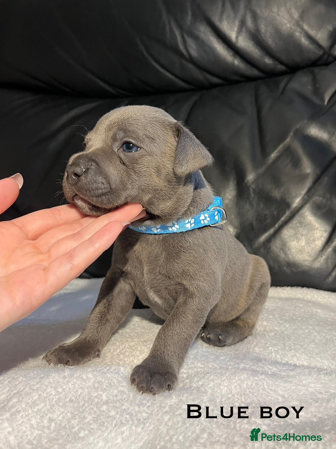 Staffordshire Bull Terrier dogs for sale: Staffordshire bull terrier puppies♥️ KC registered - Image 6