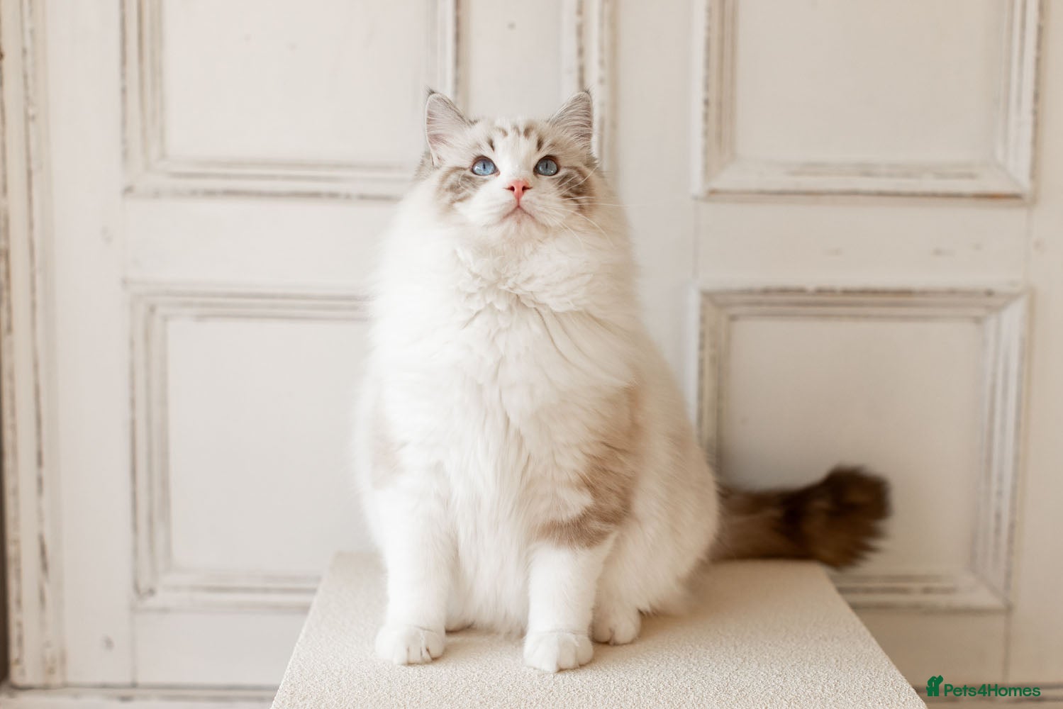 Ragdoll cats Stunning Seal Bicolour Lynx Ragdoll (stud only) - Advert 2