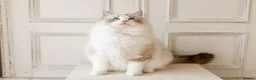 Ragdoll cats for stud: Stunning Seal Bicolour Lynx Ragdoll (stud only) - Advert 3
